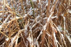 Der erste Schnee, Schilfgras im Vorgarten