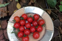 Tomaten Ernte, November