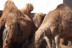 Kamele in der Nachbarschaft