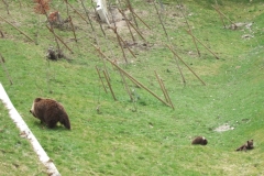 Kleine Bären-Kinder im Berner Bärengraben