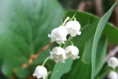 Mai-Blüten