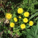 dscf5159 dscf5159