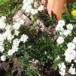 dscf5161 dscf5161