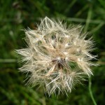 imgp7285