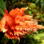 imgp7298