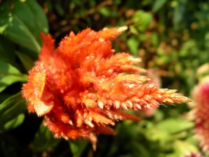 imgp7298