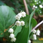 dscf5251