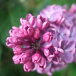 dscf5257