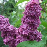 dscf5263