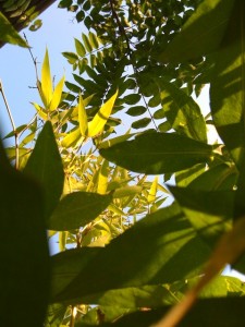 img_0056