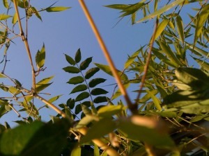img_0067