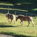 dscf5766 dscf5766