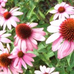 dscf5975 dscf5975