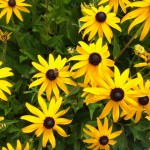 dscf5977 dscf5977