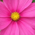 dscf6008 dscf6008