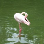 dscf0709 dscf0709