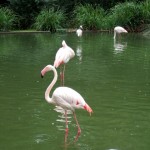 dscf0711 dscf0711