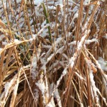 dscf6572