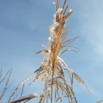 dscf6574