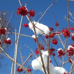 dscf6611
