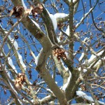 dscf6616