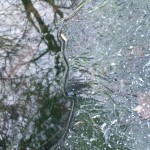 DSCF6819