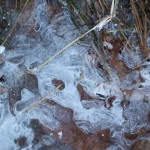 DSCF6829