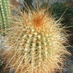 DSCF6913