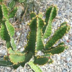 DSCF6917