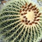 DSCF6921