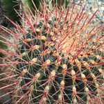DSCF6924