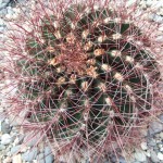 DSCF6925