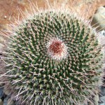 DSCF6927