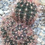 DSCF6934