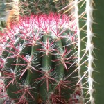 DSCF6937