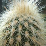 DSCF6967