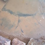 DSCF7585