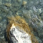 DSCF8067