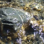 DSCF8082